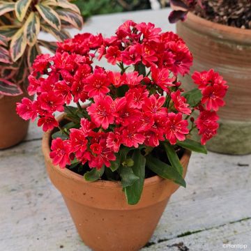 Lewisia cotyledon Sunset Glow® - Lewisia Marianne, Siskiyou Lewisia
