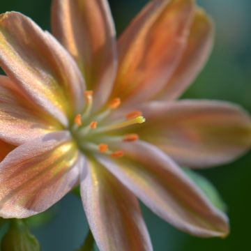 Lewisia Little Peach - Siskiyou Lewisia