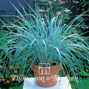 Leymus arenarius - Lyme Grass seeds