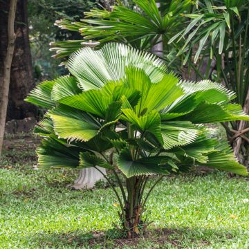 Licuala grandis - Fan palm