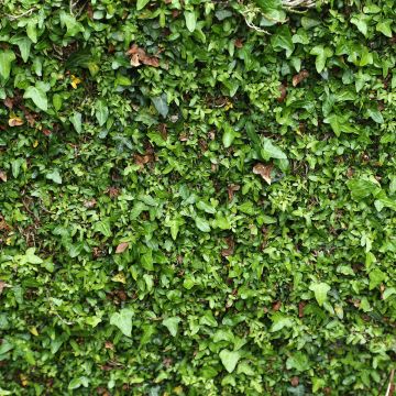 Hedera hibernica 'Spetchley' - Irish ivy