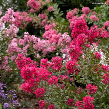 Lagerstroemia indica Gourmet Red Red Wine - Crape myrtle Lagerstroemia indica Gourmet Red Red Wine - Crape myrtle