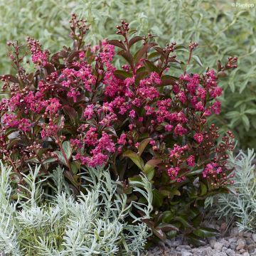 Lagerstroemia indica Berry Dazzle - Crape Myrtle
