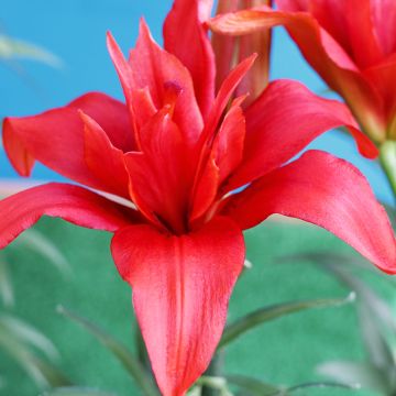 Lilium  Bald Eagle - Lis hybride asiatique double Bald Eagle