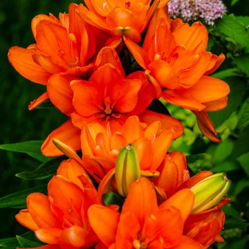 Lilium  Hulk - Lis hybride asiatique double Hulk