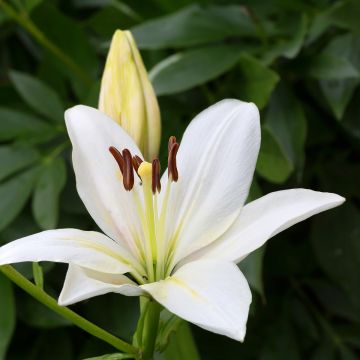 Lilium Gwen - Asiatic lily Lilium Gwen - Asiatic lily