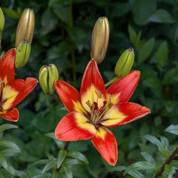 Lilium  Forever Linda - Lis hybride asiatique Forever Linda
