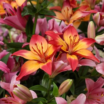 Lilium  Heartstrings - Lis hybride asiatique Heartstrings