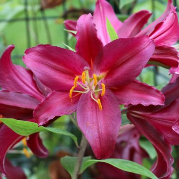 Lilium  Purple Prince - Lis oriental hybride de lis trompette