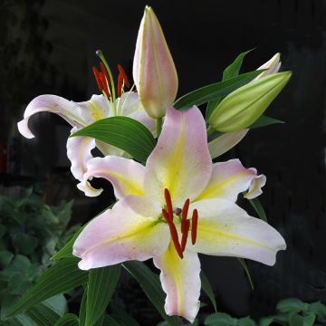 Lilium Hocus Pocus - Oriental Lily