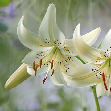 Lilium x asiatica Sweet Surrender - Lys tigré Sweet Surrender