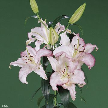 Lilium Brasilia - Oriental Lily