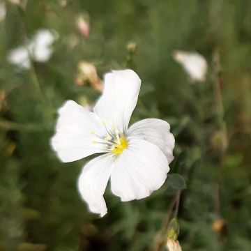 Linum perenne Diamant - Perennial flax