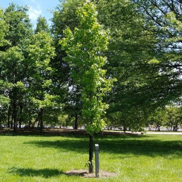 Liquidambar styraciflua Slender Silhouette Liquidambar styraciflua Slender Silhouette