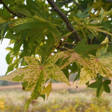 Liquidambar styraciflua  Aurea - American Sweetgum