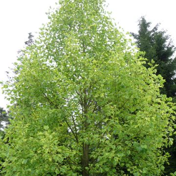 Liriodendron tulipifera Aureomarginatum - Tulip Tree