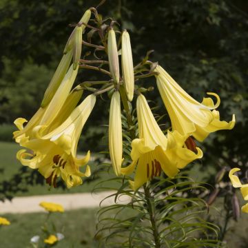 Lilium Honeymoon - Lily