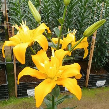 Lilium (x) longiflorum 'Backhand' Butterfly Spring® - Easter Lily