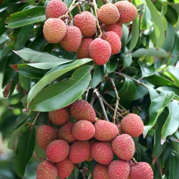 Lychee Tree Kwai May Pink - Litchi chinensis