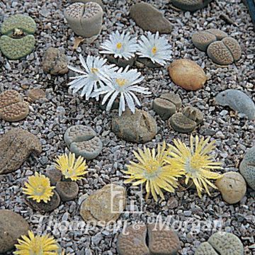 Lithops Pebble Plants Mixed - Living Stone