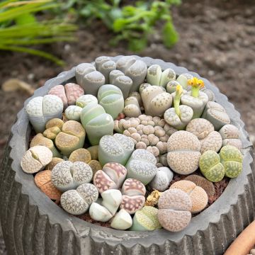 Lithops Pebble Plants Mixed - Living Stone