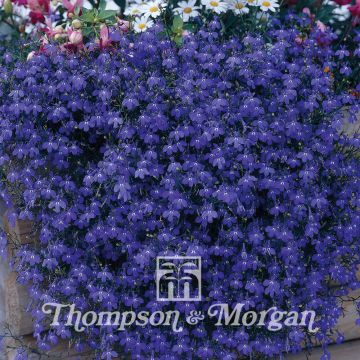 Lobelia erinus Monsoon - Trailing Lobelia seeds