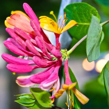 Lonicera x heckrottii Gold Flame - Goldflame Honeysuckle