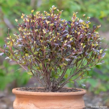 Lophomyrtus x ralphii Black Stallion