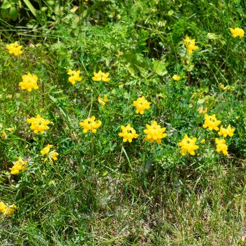 Lotus corniculatus - Bird's foot trefoil