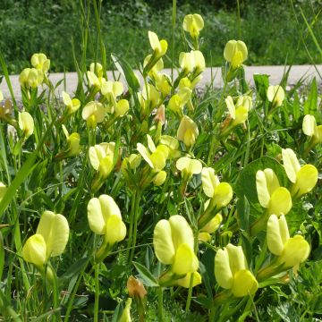 Lotus maritimus