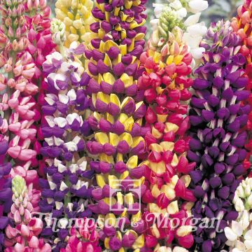 Lupinus Tutti Frutti - Large-leaved Lupine seeds