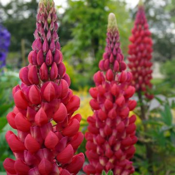 Lupinus West Country Red Rum® rose-rouge et blanc.