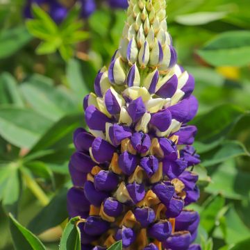 Lupinus polyphyllus Bicolour yellow and blue