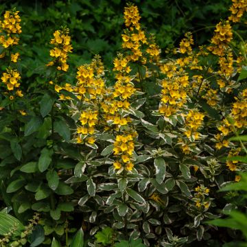 Lysimachia punctata Variegata - variegated loosestrife