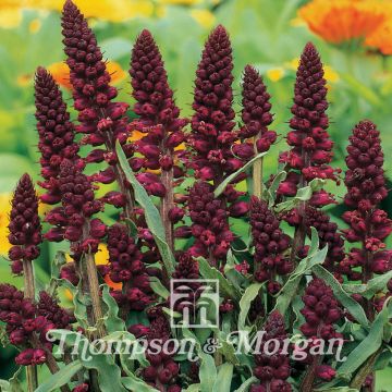 Lysimachia atropurpurea - Purple gooseneck Loosestrife