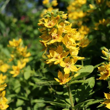 Lysimachia lichiangensis - Loosestrife