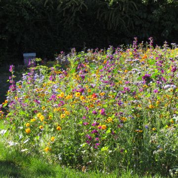 Bees and Butterflies perennial nectar-rich flower seed mix