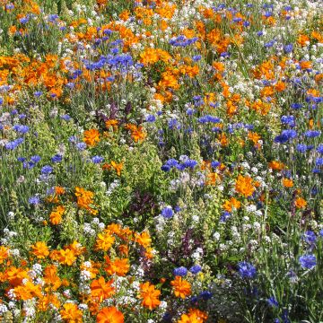 Nectar-rich flower mix for borders and balconies - seed mix