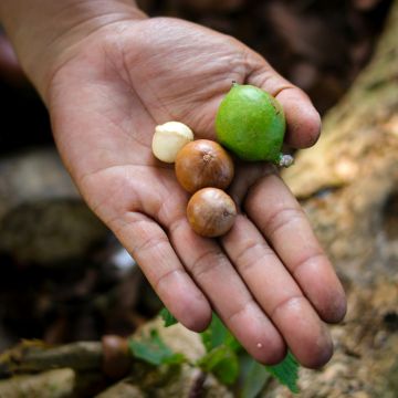 Macadamia integrifolia - Macadamia nut