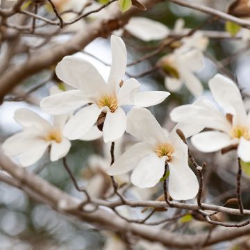 Magnolia kobus seeds