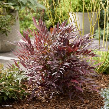 Mahonia Meteor Mahonia Meteor