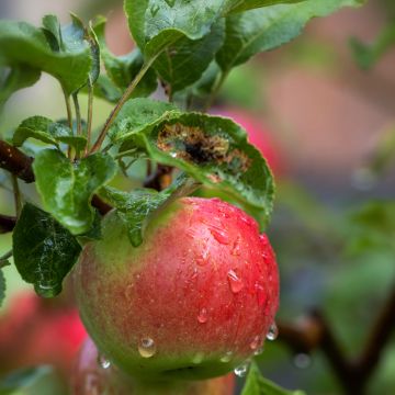 Apple Tree Charłamowskie - Malus domestica