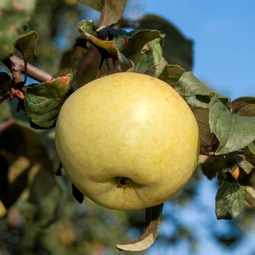 Apple Tree Cukrówka Litewska - Malus domestica