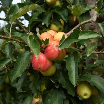 Apple Tree Cynamonówka Prążkowana - Malus domestica