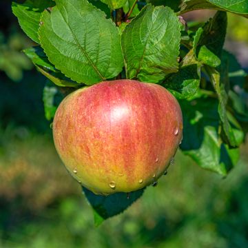 Apple Tree Grafsztynek Czerwony - Malus domestica
