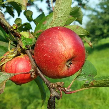 Malus domestica Kantówka Gdańska - Pommier domestique, Pommier commun