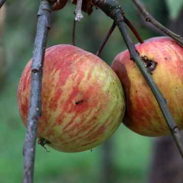 Apple Tree Korobówka - Malus domestica