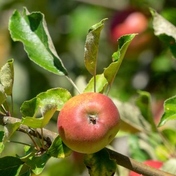 Apple Tree Reneta Landsberska - Malus domestica