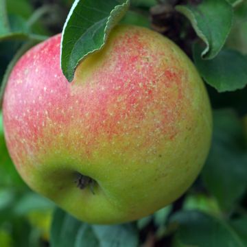 Apple Tree Reneta Szampańska - Malus domestica