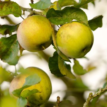 Apple Tree Szara Reneta - Malus domestica